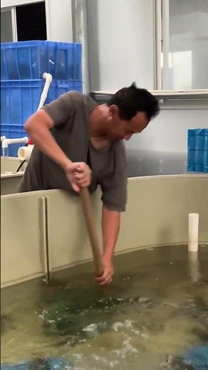 DIY Prawn Farming & Catching Technique 🦐💧 | Smart Aquaculture Hack! #shortsvideo