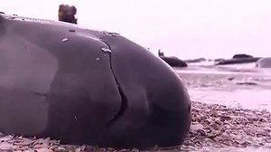 Race to save hundreds of beached pilot whales in New Zealand
