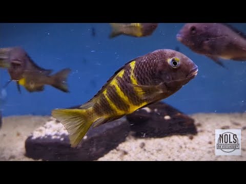 Tropheus 'Muzimu Green' (Ubwari Green) - Nols Akvariehobby