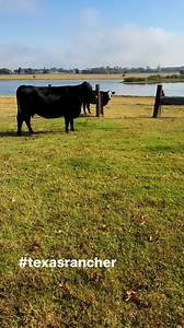 8.6K views · 314 reactions | Maggie went to work this morning helping dad get the cows back into the pasture. I woke up this morning with cows in my yard! I wish I had it all on video but it’s hard to film and push cows at the same time . #texasrancher #bordercollie #cowdog #reelsvideoシ | Texas Rancher | Facebook
