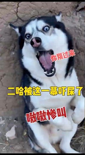 村里杀猪二哈凑着看热闹，却被屠夫盯上，傻狗嗷嗷惨叫魂都吓没了 #funny #萌宠 #pets#哈士奇#husky #shorts