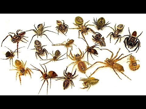 How To Kill 20 Spiders Easy! Wasps The Ultimate Spider Control