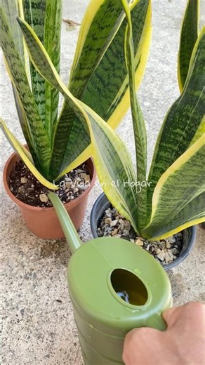💚 Cuándo regar tu Lengua de Suegra? 👌💦🪴#plantas