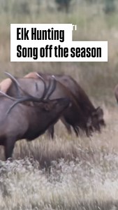 Elk season is so damn close!! Here is the elk hunting song of the season!🇺🇸 . . . . . #countrymusic #country #colorado #elk #elkhunting #archery | Duke Oursler & The American Dream