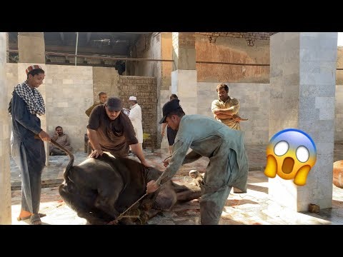 Buffalo Cutting skills