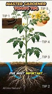 5 Master Gardener Tomato Secrets for MASSIVE Harvests 🍅 #gardening #gardeningtips