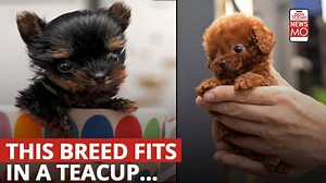 Teacup dogs: This dog breed fits inside a teacup
