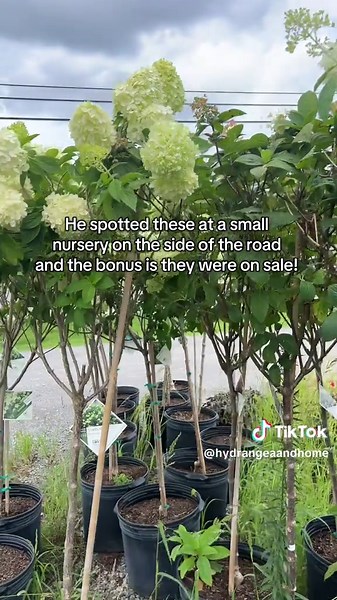 Hydrangea Tree: A Unique Anniversary Gift Idea