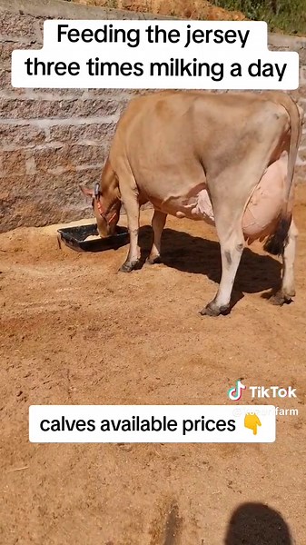 Dairy Farm kenya on TikTok