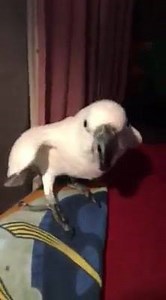 1.5K views · 231 reactions | Fly-by Buttons | Buttons the Cockatoo | Facebook