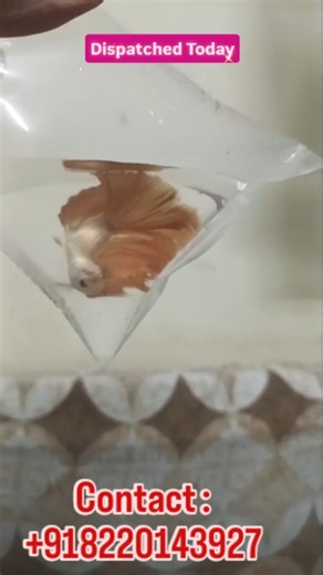 Dispatched betta fish Fancy fish Aquarium Contact: 918220143927 betta fry care, betta fish breeding, betta breeding pair, betta fry growth, Betta fry care in Tamil, Betta fish growth, betta easy caring level, betta fry easy care, betta fish breeding tamil hd, betta fry water change tamil, betta water change, betta disease treatment in tamil, betta fry furst feed, live culture feeding, fancy fishes & pets, One week fry care in tamil, betta breeding tips, betta breeding successful tips, breeding b