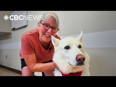 Got a good boy or girl? This Quebec clinic is seeking dog blood donors