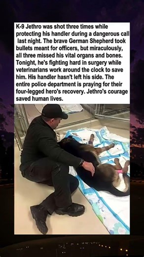 The definition of "taking one for the team" 🐕💙