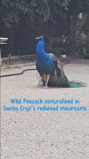 Hidden deep in California's native redwoods of the Santa Cruz mountains you will find wild Peacocks