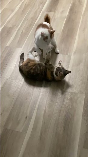 Brother Cat Has No Chill 😹Kick To The Face