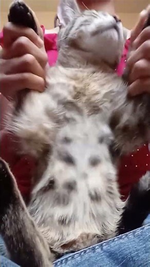 #cat #apoyo #baile perdon por no subir contenido ❆