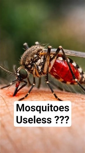 Are Mosquitoes Really Useless?