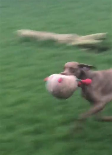 Vizsla X Weimaraner Vinny loving life.# vizla #weimaraner #lovedogs❤ #fyp #boardingkennelsdodford