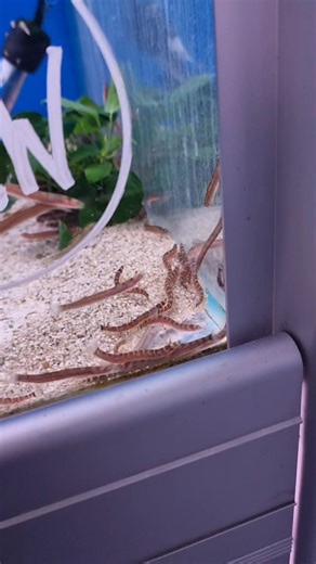 🐟 Kuhli Loaches Are Back in Stock! 🐟 They’re finally here! Our Kuhli loaches are back in stock and available now, and they’re already full of energy this morning—always a great sign 👀✨ Kuhli loaches are peaceful, eel-like bottom dwellers that do best in groups, making them a fantastic addition to community aquariums. They love to explore, hide, and help clean up leftover food. These nocturnal cuties are especially active during feeding time and in the early hours! ✔️ Peaceful & community-frie