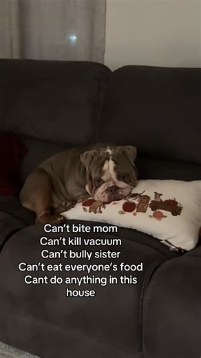 English Bulldog Gang on Instagram: "😂😂😂 ~ Credit 👉 hank.the.bulldog Via TikTok ( All credit rights are reserved for the owners ) ~ 📨 Contact for Credit/removal @english_bulldog_gang (No copyright intended) ~ For more enjoyable contents follow us @english_bulldog_gang ~ #englishbulldogpuppies #englishbulldogofinstagram #englishbulldogcommunity #englishbulldogmomments #englishbulldoglove #englishbulldogofig #englishbulldog_feature #englishbulldog #englishbulldogpuppy #englishbulldogsofig #eng