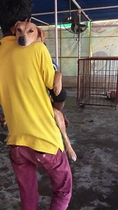 3.9K views · 648 reactions | The ACF version of walking your dog 殺 | ACF Animal Rescue | Facebook