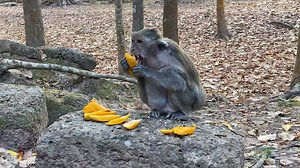 15K views · 528 reactions | Old age care虜 #oldestmonkeys | American Monkeys | Facebook