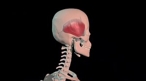 Temporalis Muscles Full Rotation Loop