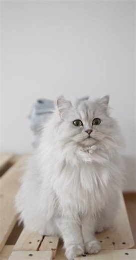 Close shot of White Persian Cat