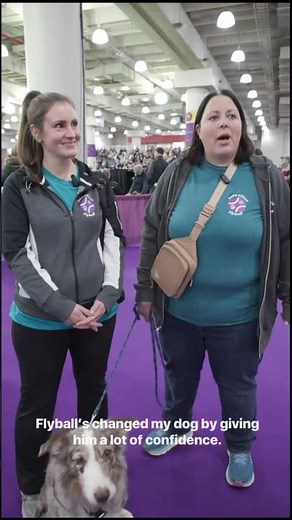 Meet the 2026 Flyball teams behind the speed at the #WestminsterDogShow