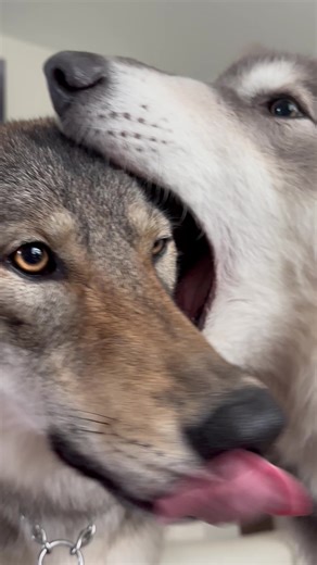 It’s about to get cold here. We are super excited #❄️#🐺 #❤️ #shenanigans