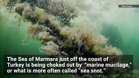 Researchers Say Climate Change Is Driving an Alarming Surge in ‘Sea Snot’.mp4
