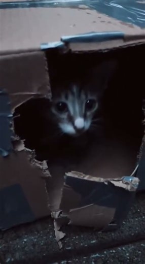 Left in a Cold Box: Rescuing a Tiny, Shivering, Abandoned Kitten 💔#shorts #cat #catrescue #catlovers