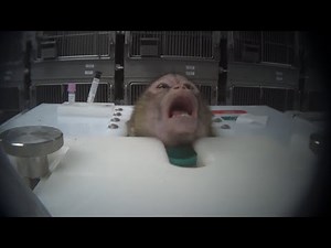 Podcast: The end of animal testing? Experts weigh in