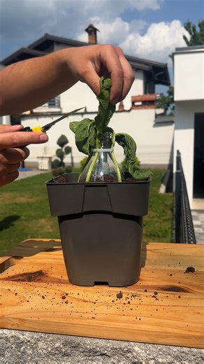 Easy plant propagation tips | Naturee