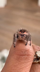 She listened to every single word ☺️💕 #jumpingspider #love #itsthelittlethings #spiders #jumpingspiders | Spider Facts