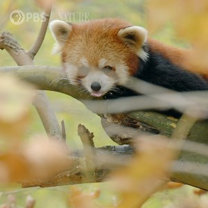 32K views · 2.8K reactions | Need a distraction from the news? Turn your sound on, take a deep breath, and enjoy. | Nature | PBS | Facebook