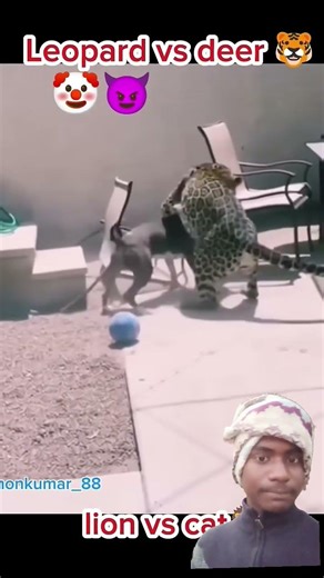 #roshninandi lion vs cat 🤡animal leopard vs deer 😈 shorts video #shorts #viral #lion.