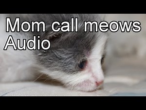 Cat calling. Kitten meow sound. Use to attract cats.