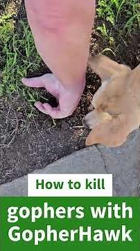 How to Kill Gophers with the GopherHawk Trap