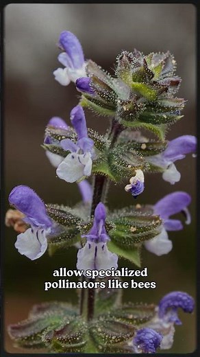 Salvia verbenaca (Vervain salvia)