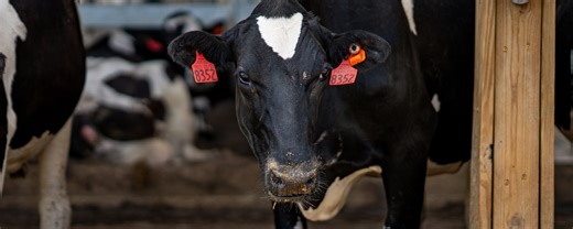 M-AAA investment powers MSU discoveries advancing dairy cow fertility and farm success