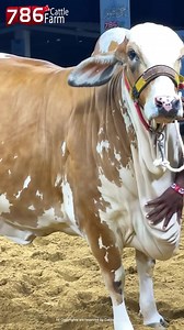 6.9K views · 865 reactions | Tere Ablak rangat ke hum kadardan ho gaye ,  sab kuch luta denge us par jo karib se deedar ho jaye  HERE WE GO SEASON 2023 786 CATTLE FARM  ❤️ZALIMA❤️ 786 CATTLE FARM SAB KY LIYE ❤️ | Cow Mandi - Karachi Pakistan | Facebook