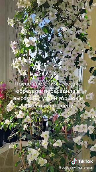 Уход за бугенвилией: пересадка и советы