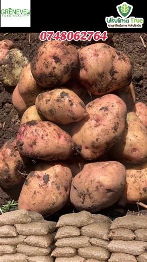 How to Grow Pot Vegetables: A Farmer's Guide