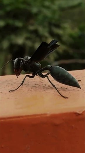 “This Insect Injects Venom into The Brain” #creepy #insects