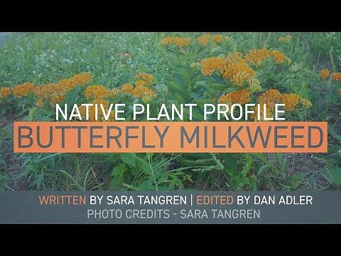 Butterfly Milkweed - Maryland Native Plant Profile