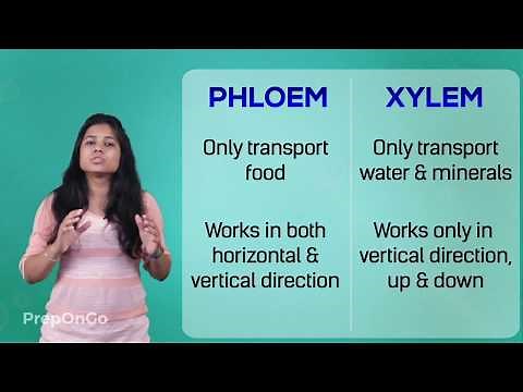 Life Process - 13 | Transportation in plants | CBSE Class 10