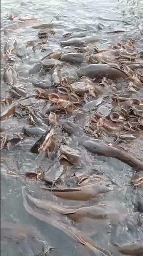 Peaceful Catfish Swimming in Harmony | Nature at Its Best