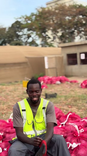 Récolte d'oignons : 87 tonnes/ha au Sénégal — comment j'ai réussi