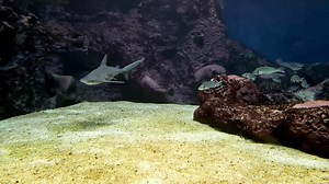 Bonnethead Shark Swimming With Reef Fish On Sea Floor. underwater shot